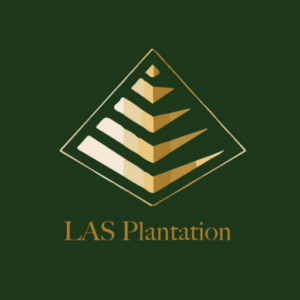 Picture of LAS Plantation
